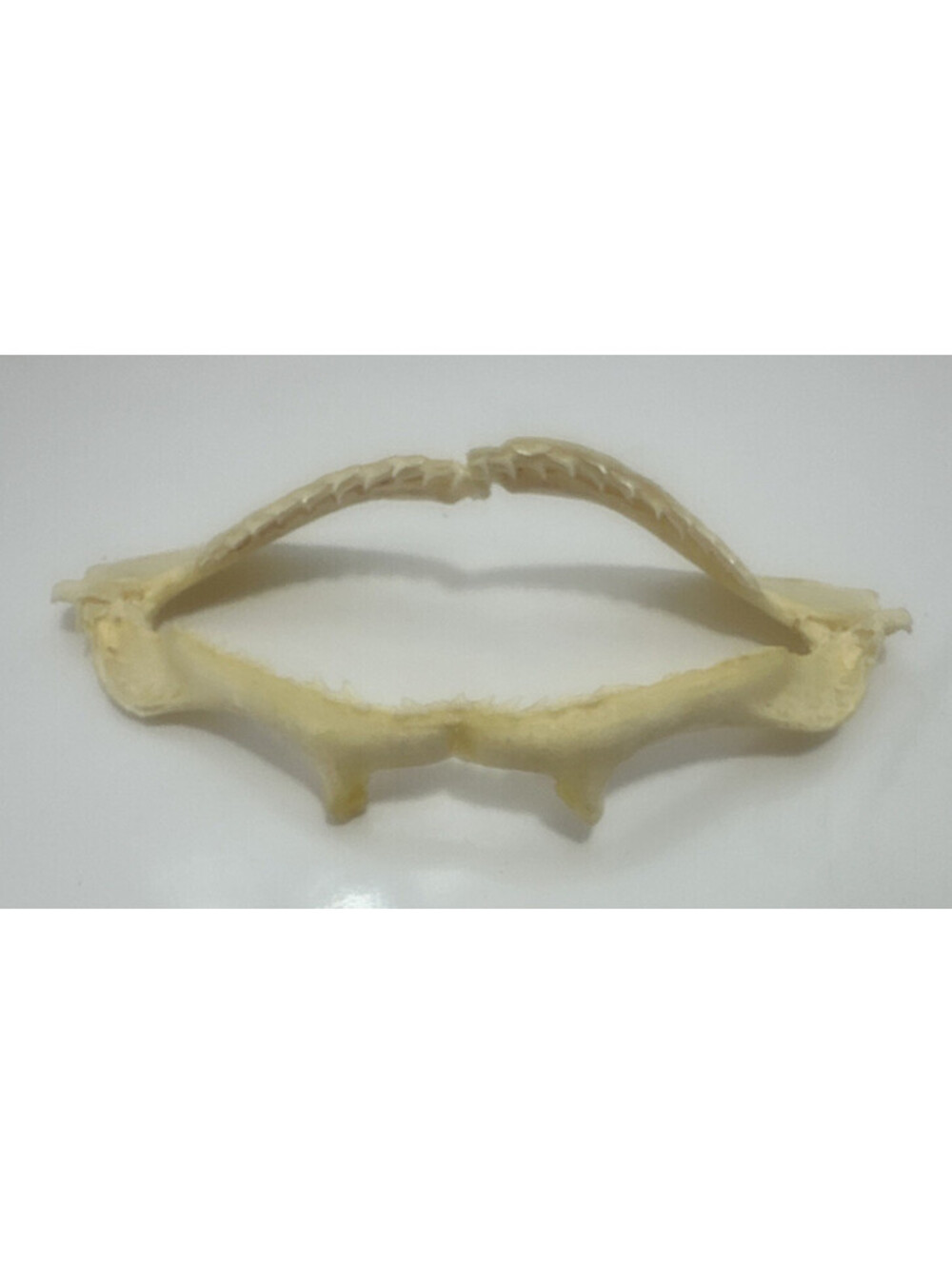 Real Silky Shark Jaw Taxidermy Specimen Teeth Oddity Carcharhinus Falciformis